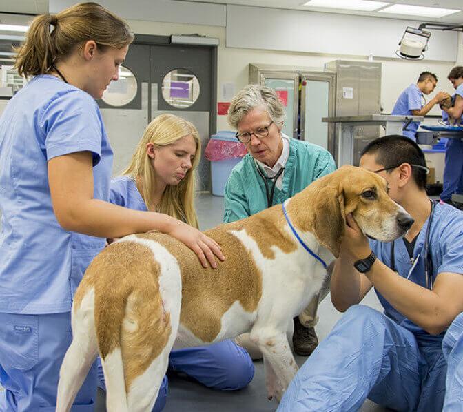 Ropa de trabajo y protección laboral de veterinario